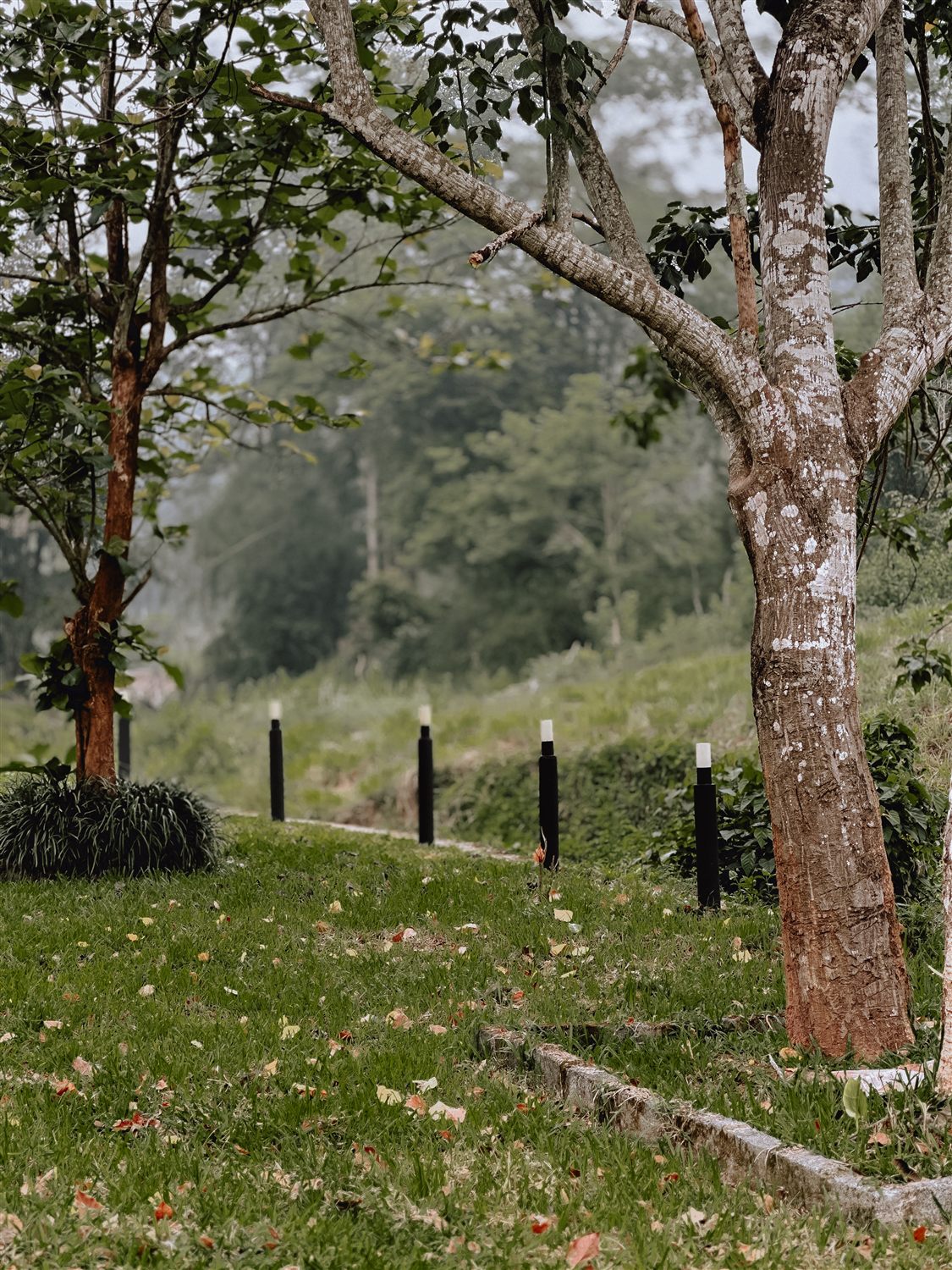 Tree-lined walking path in the resort
