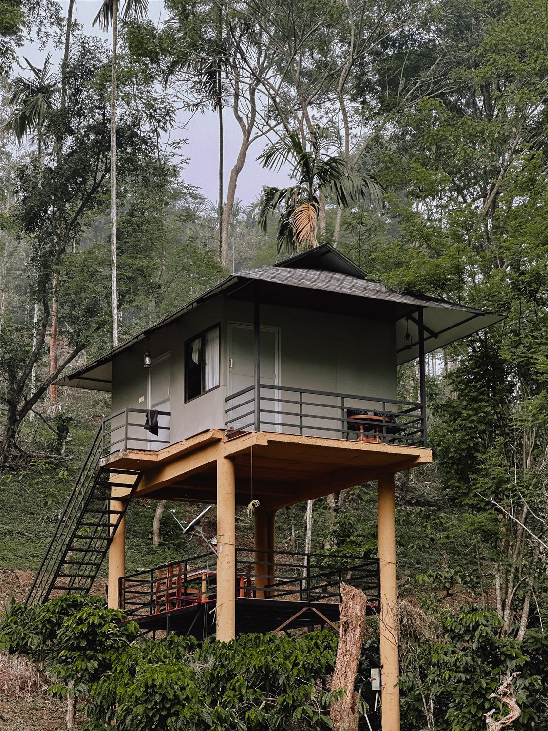 Treehouse cottage standing among tall trees